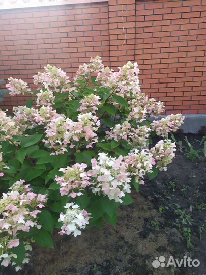 Гортензия крупнолистная