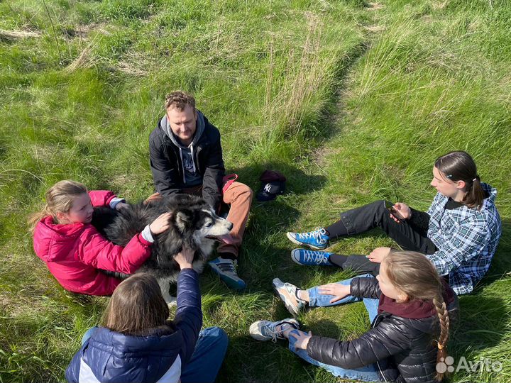 Передержка животных