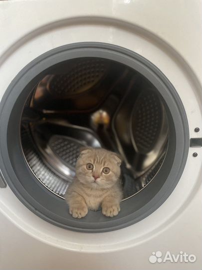 Шотладский кот вязка