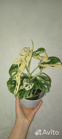 Монстера Альба Калатея Миракл, Вайт фьюженАглоанем