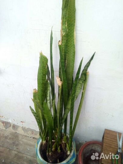 Сансевиерия