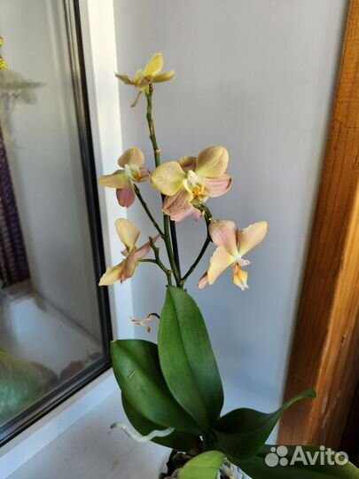 Орхидея фаленопсис