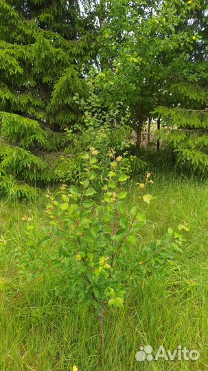 Саженцы плодовых деревьев