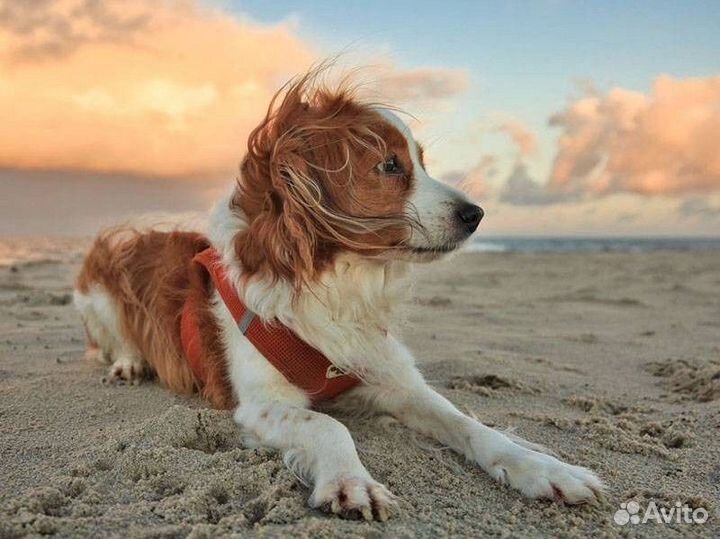 Передержка собак в домашних условиях с кинологом