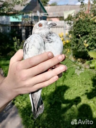 Голуби почтовые