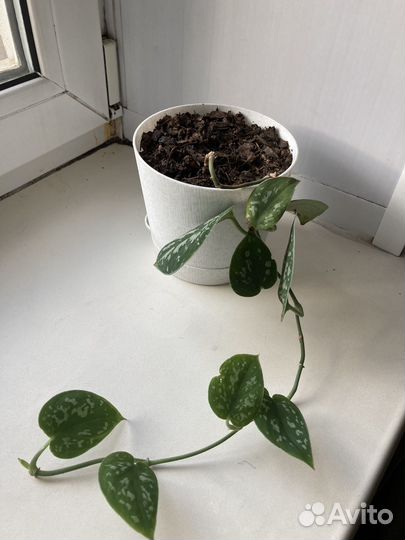 Сциндапсус