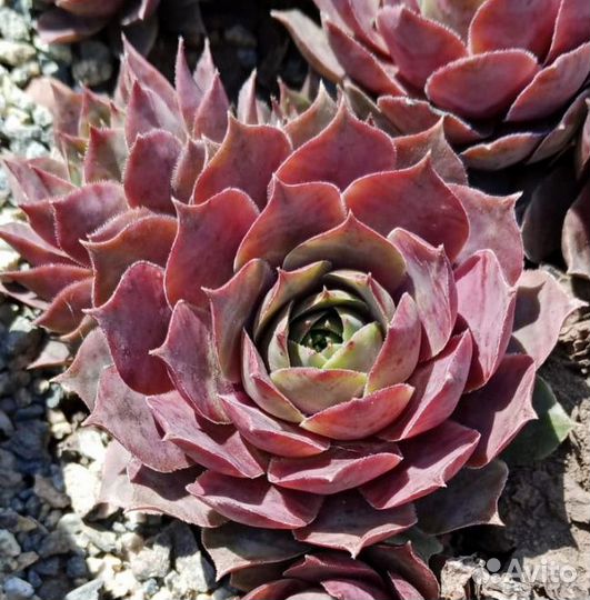 Молодило (Sempervivum)