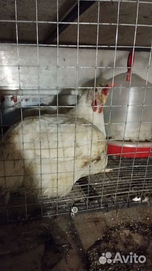 Цыпленок бройлер Кобб 500