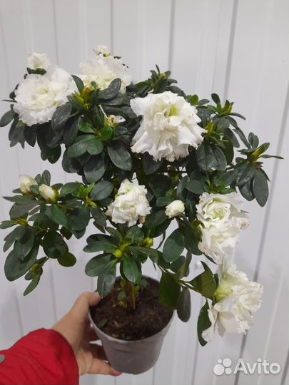 Рододендрон Азалия на штамбе