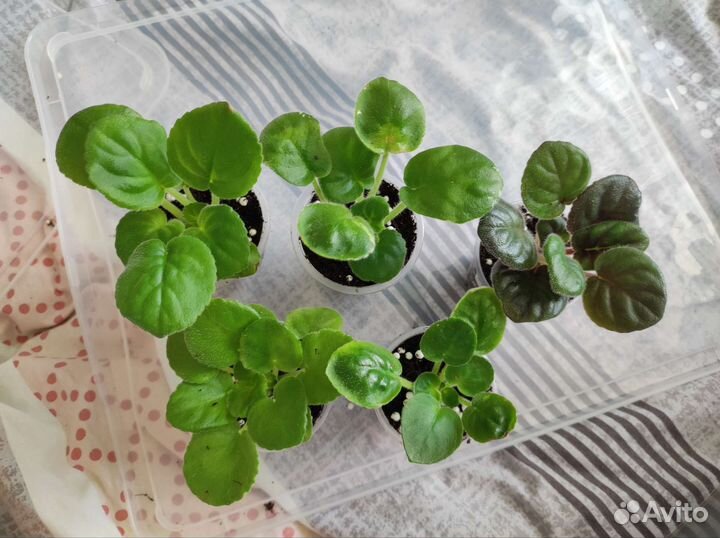 Фиалка детки