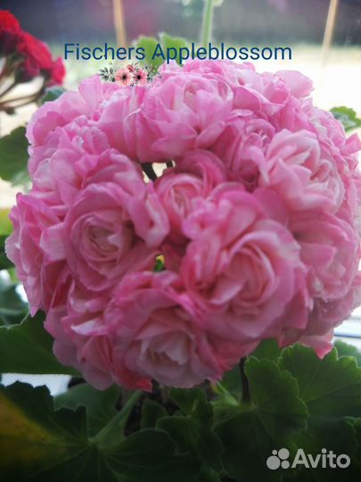 Пеларгонии сортовые