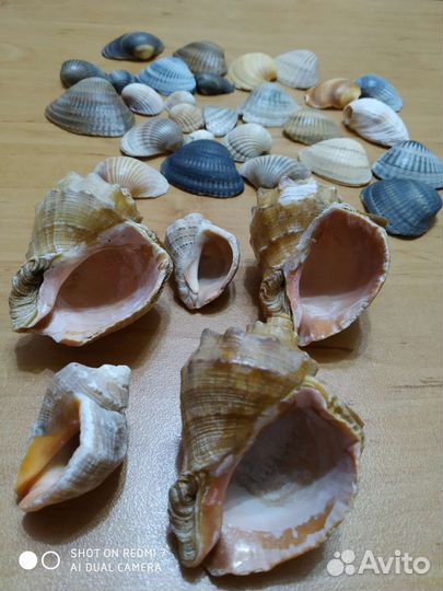 Морские ракушки