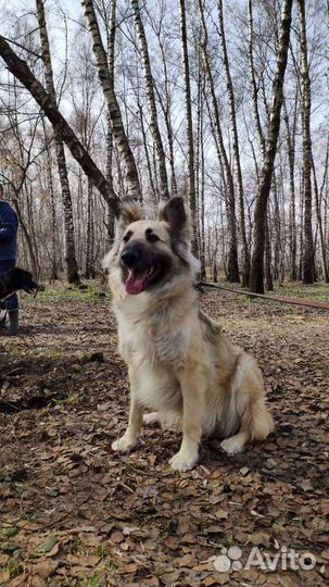 Бельгийская овчарка