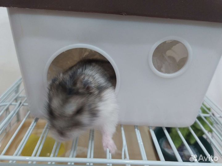 Джунгарский хомяк мальчик