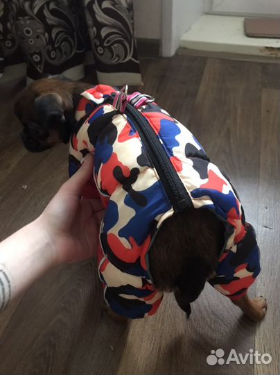 Ботинки и куртка зимние для собак чихуа