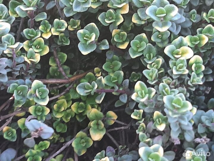 Тимьян (чабрец) почвопокровный