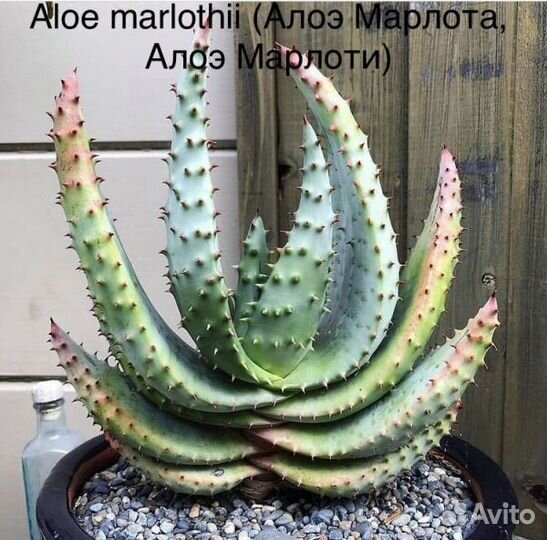 Алоэ семена