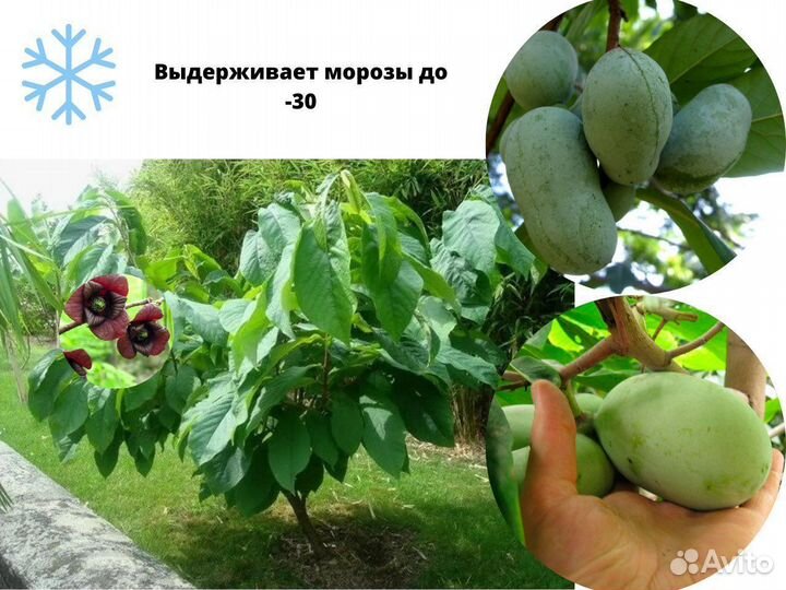 Саженцы Азимины, русское манго