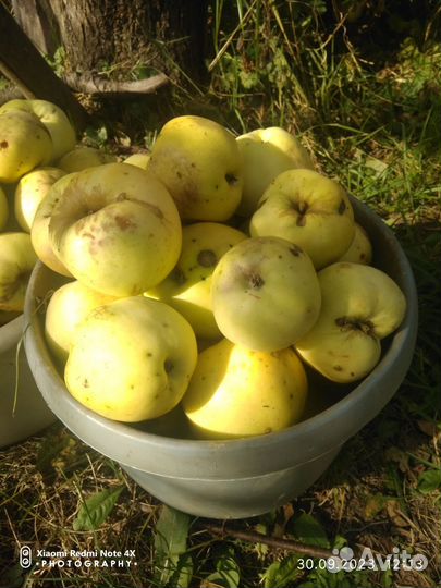 Яблоки антоновка ведро отдам