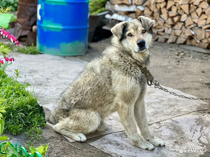 Собака и кошки ищут дом