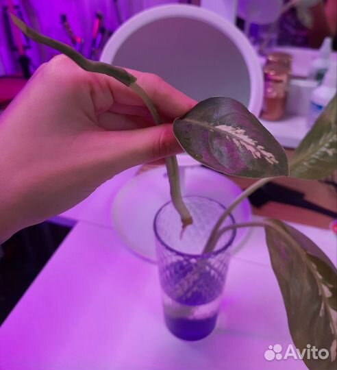 Диффенбахия тропик сноу