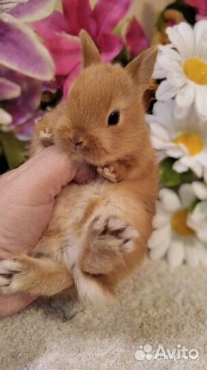 Кролики карликовые. Большой выбор