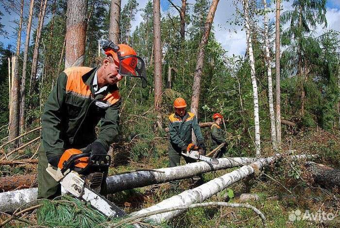Вальщики леса
