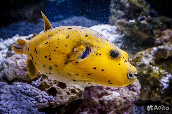 Рыбка Аротрон чертоточечный желтый