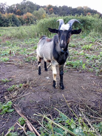 Козел на вязку