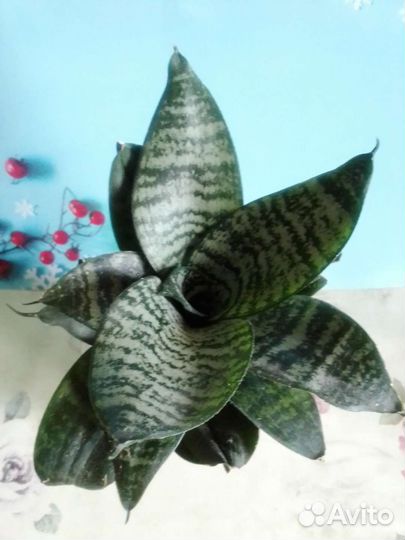 Сансиеверия