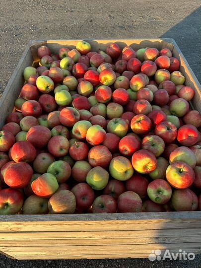 Оптовая продажа яблок