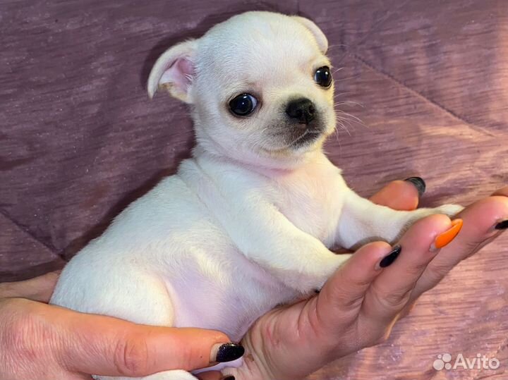 Мальчик чихуахуа