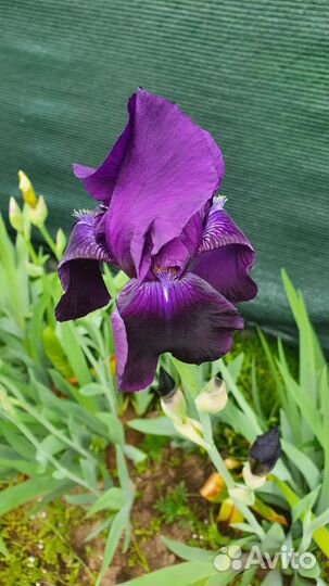 Ирис