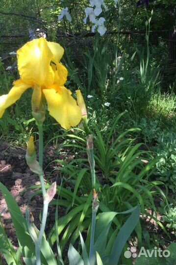 Сезонные цветы