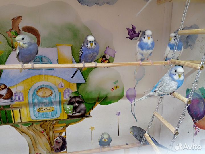 Птенцы волнистого попугая