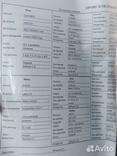 Эстонская гончая