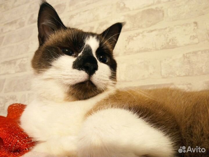 Фреда ищет дом