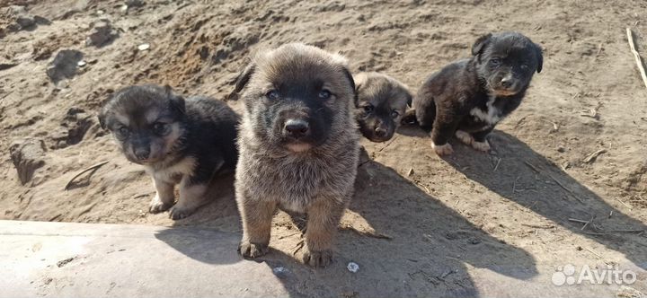 Щенки в добрые руки