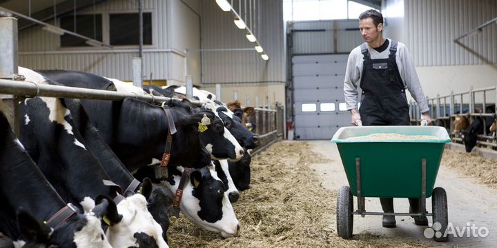 Скотник на ферму крс Воронежская обл