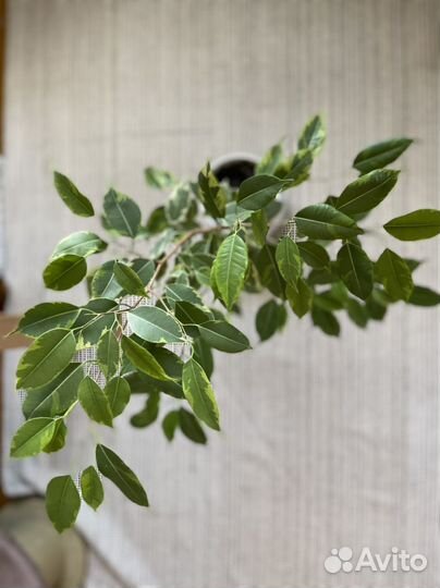 Фикус бенджамина
