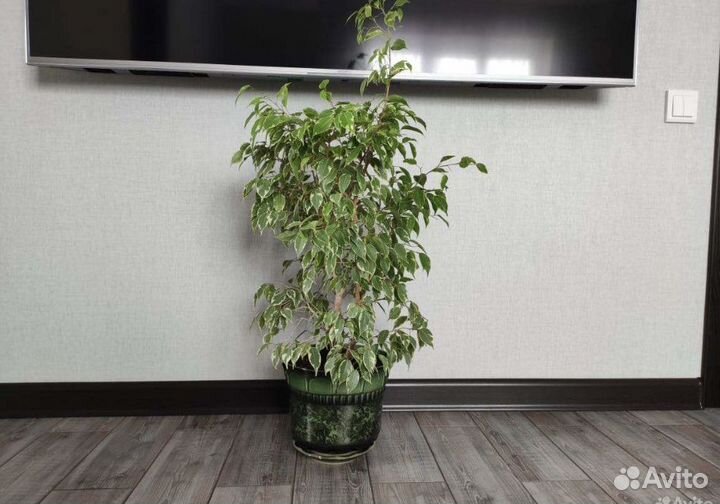 Фикусы огромный выбор, отростки