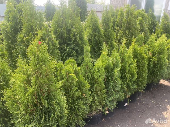 Туя, можжевельник, кипарисовник