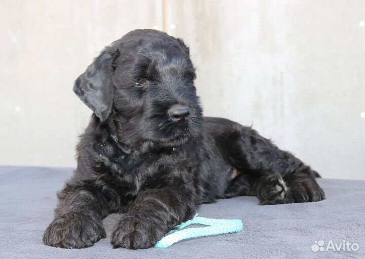 Русский черный терьер щенки