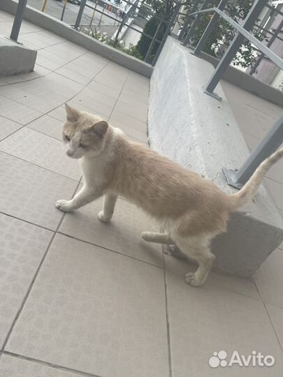 Кот мальчик в добрые руки