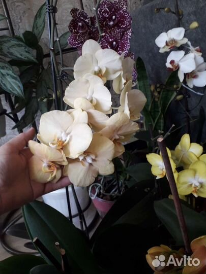 Phalaenopsis Golden River