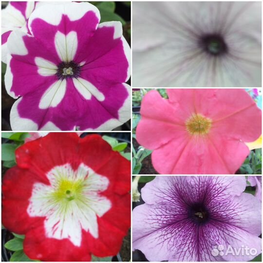 Петуния ампельная