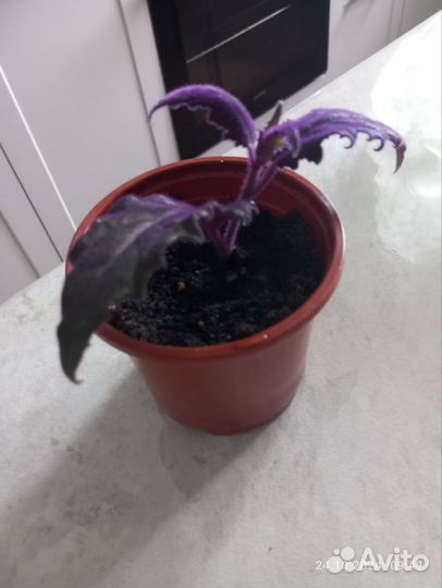 Цветок гинура