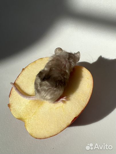 Мышата кудрявые Тексель