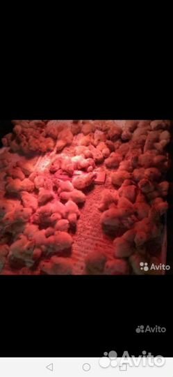 Яицо инкубационое перепелки