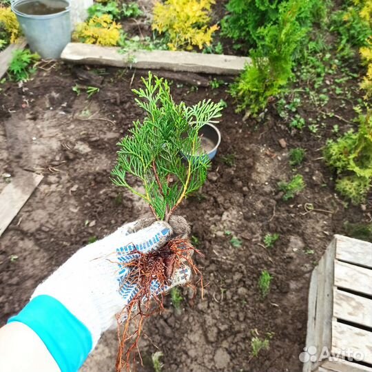 Туя смарагд саженцы